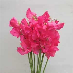 Lathyrus Cerise