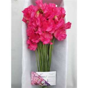 Lathyrus Cerise Box