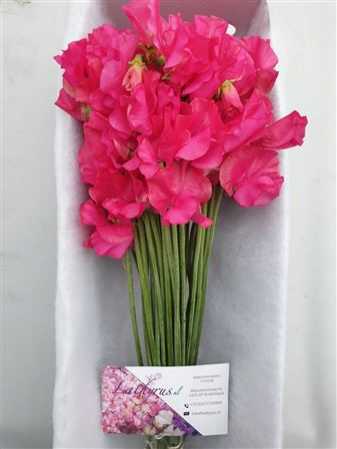 Lathyrus Cerise Box