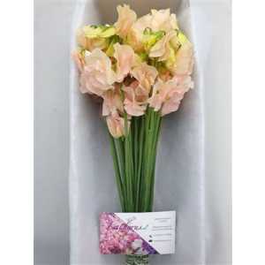 Lathyrus Champagne Box