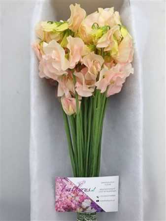 Lathyrus Champagne Box