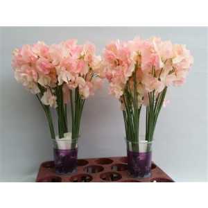 Lathyrus Champagne King