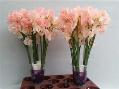 Lathyrus Champagne King