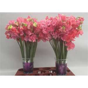 Lathyrus Coral