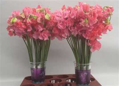 Lathyrus Coral