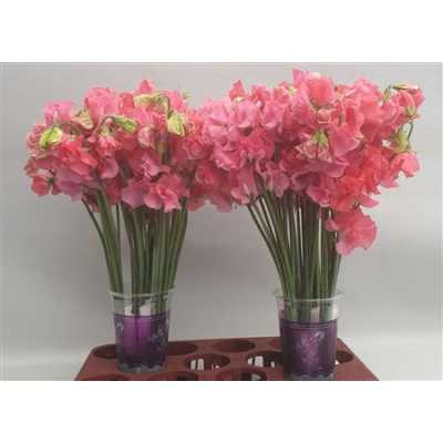 Lathyrus Coral