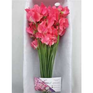 Lathyrus Coral Box