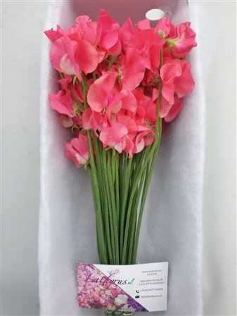 Lathyrus Coral Box