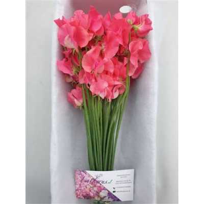 Lathyrus Coral Box