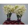 Lathyrus Cream