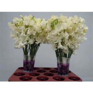 Lathyrus Cream