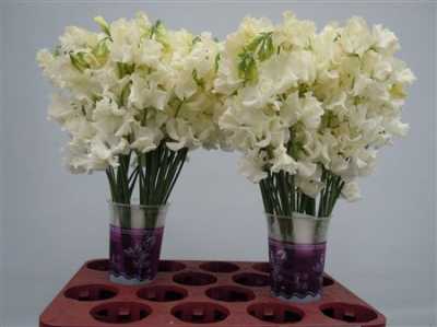 Lathyrus Cream