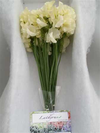 Lathyrus Cream Box
