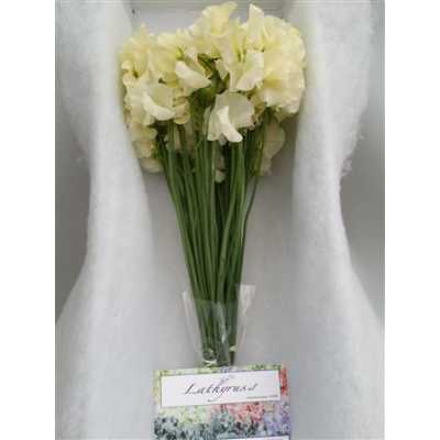 Lathyrus Cream Box