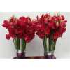 Lathyrus Deep Red