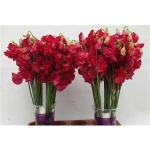 Lathyrus Deep Red