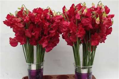 Lathyrus Deep Red