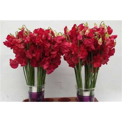 Lathyrus Deep Red