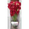Lathyrus Deep Red Box