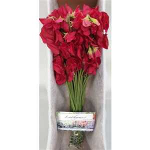 Lathyrus Deep Red Box