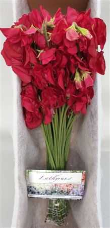 Lathyrus Deep Red Box