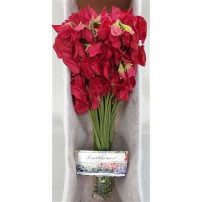 Lathyrus Deep Red Box