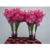 Lathyrus Hot Pink