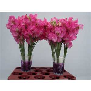 Lathyrus Hot Pink