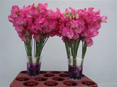 Lathyrus Hot Pink
