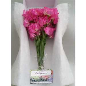 Lathyrus Hot Pink Box