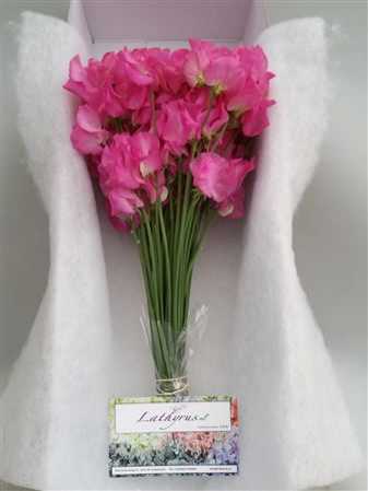 Lathyrus Hot Pink Box