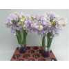 Lathyrus Lavender Wedding