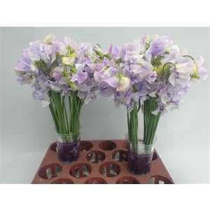 Lathyrus Lavender Wedding