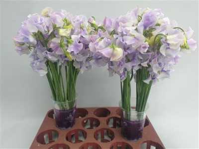 Lathyrus Lavender Wedding