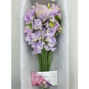 Lathyrus Lavender Wedding Box