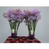 Lathyrus Lilac