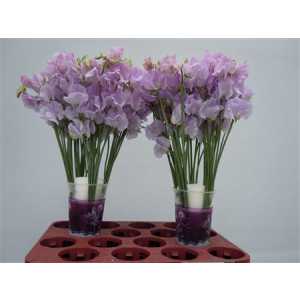 Lathyrus Lilac