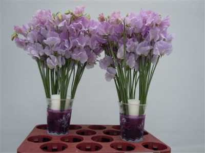 Lathyrus Lilac
