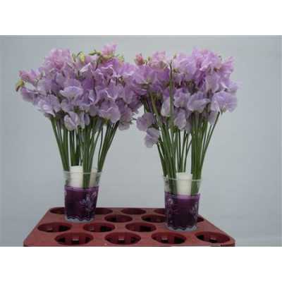 Lathyrus Lilac