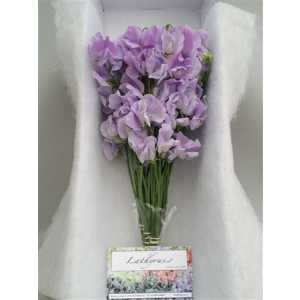 Lathyrus Lilac Box