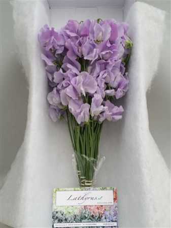 Lathyrus Lilac Box