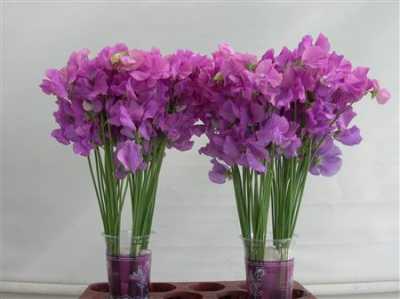 Lathyrus Mauve