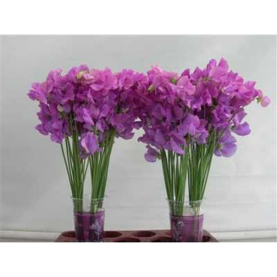 Lathyrus Mauve
