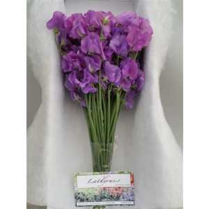 Lathyrus Mauve Box