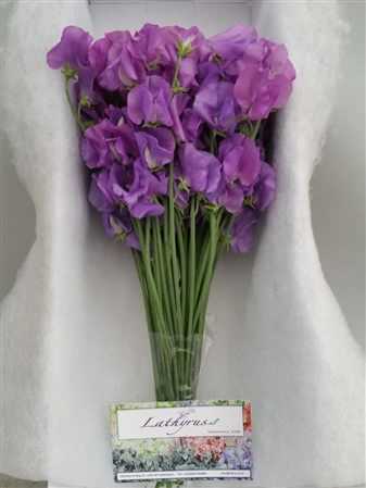 Lathyrus Mauve Box