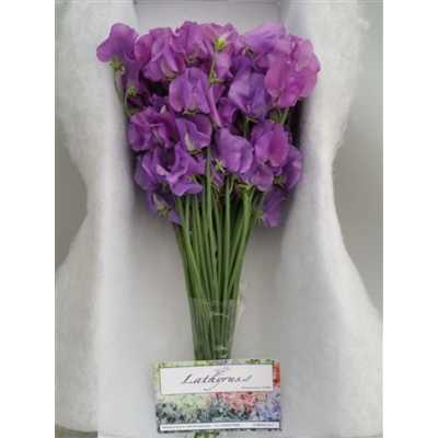 Lathyrus Mauve Box