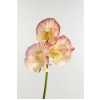 Lathyrus Misty Apricot