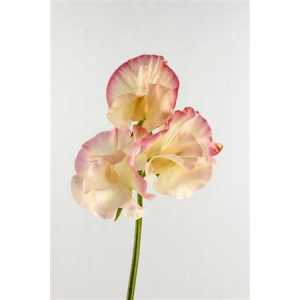 Lathyrus Misty Apricot