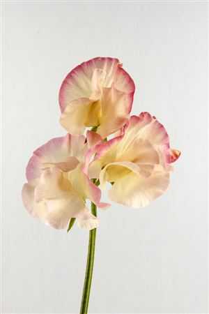Lathyrus Misty Apricot