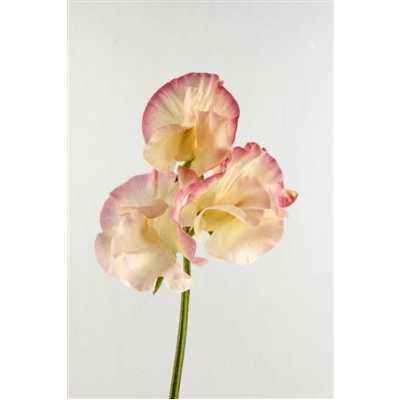 Lathyrus Misty Apricot